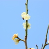 春のおしり