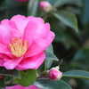 山茶花