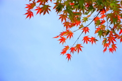 空と紅葉と