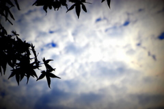 楓とうろこ雲