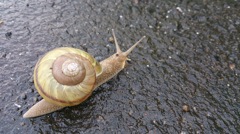 雨上がりの朝に