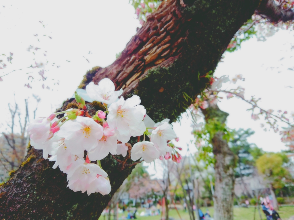 pure