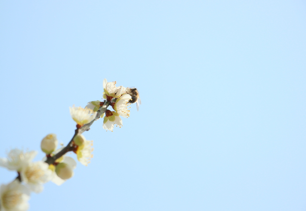 いっしょうけんめい