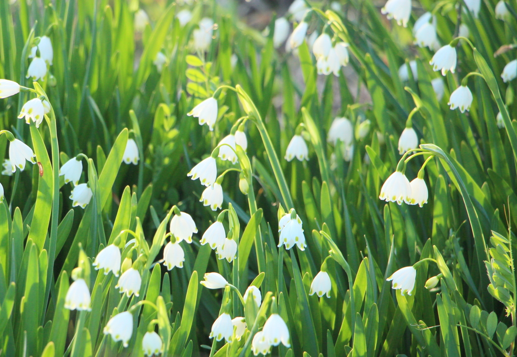 Leucojum aestivum ～スノーフレーク～