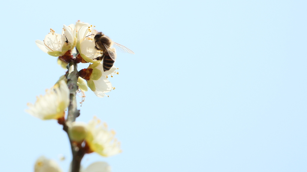 みつばちと梅と