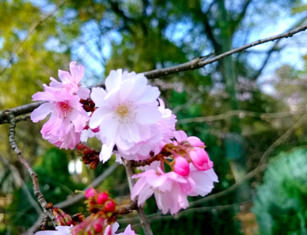 daylight and flower