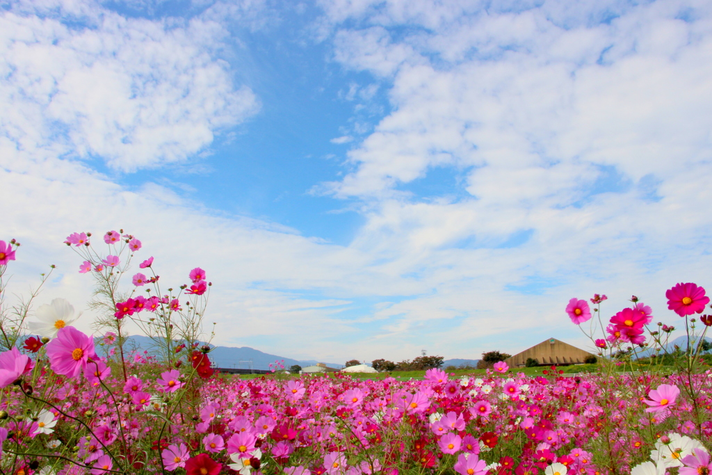 flowers & sky