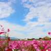 flowers & sky