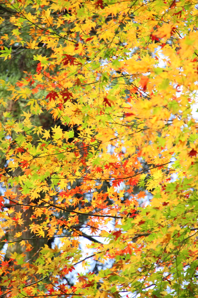 乱れ紅葉