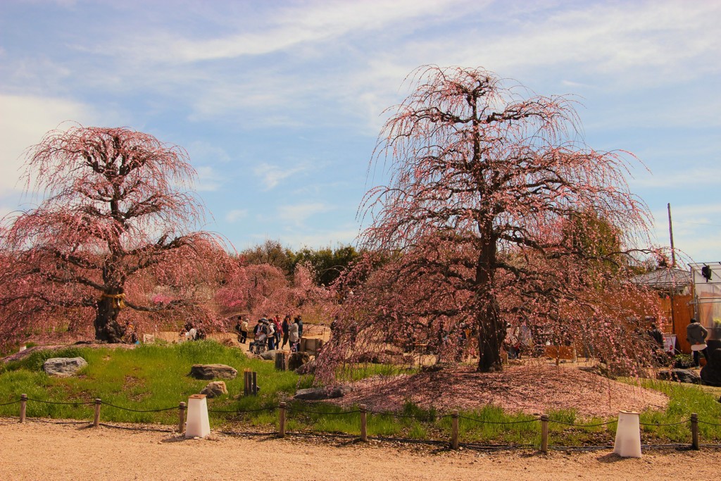 鈴鹿の森庭園