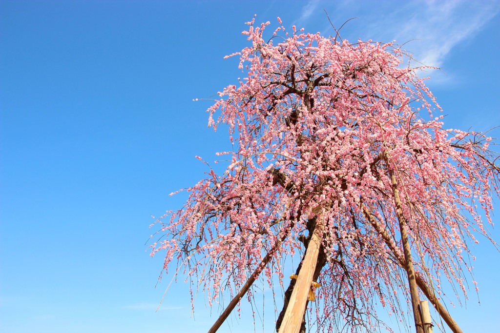 春の空