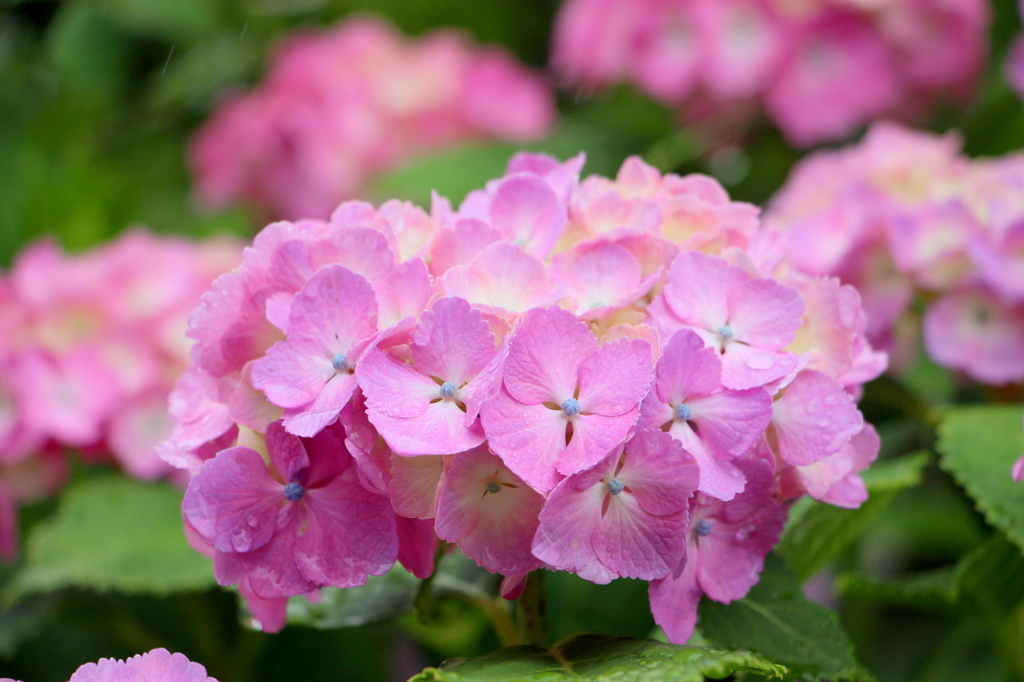 紫陽花
