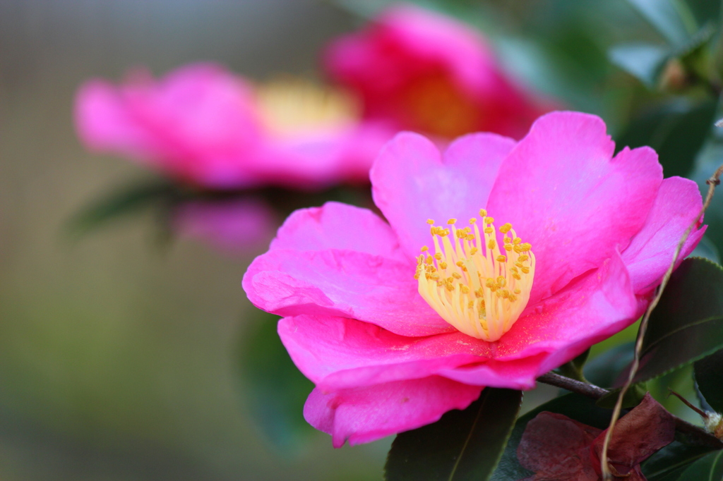 山茶花