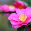 山茶花