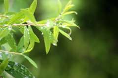 雨に濡れて