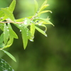 雨に濡れて