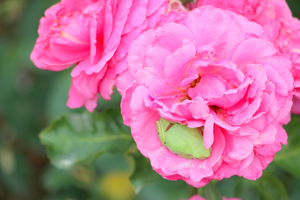 sleeping in the rose