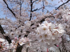 桜玉