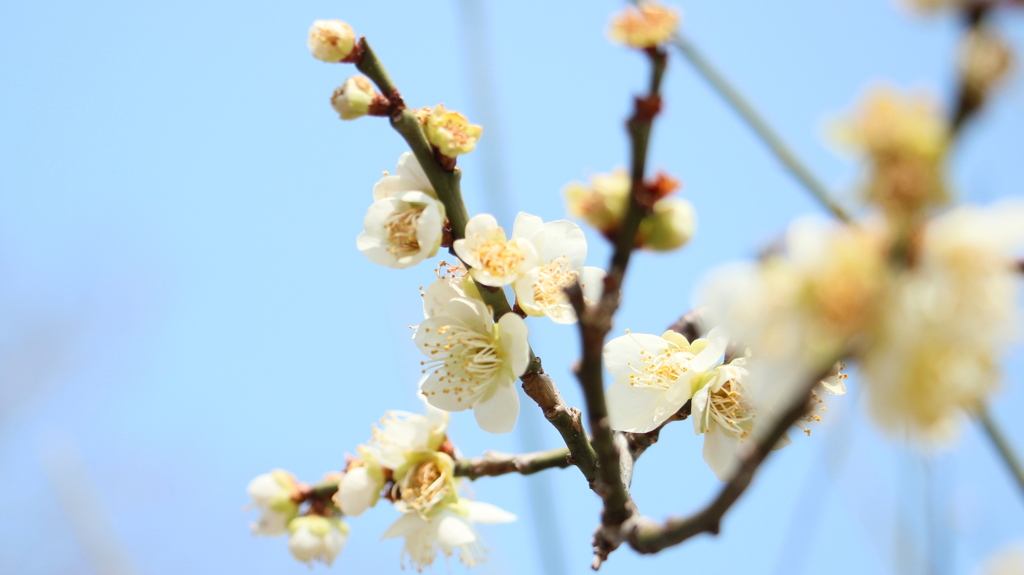 梅と空と