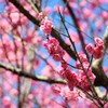 春めいて
