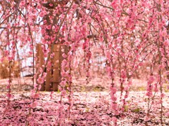 しだれ桜