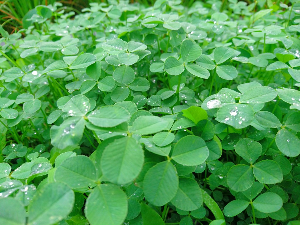 lovely green