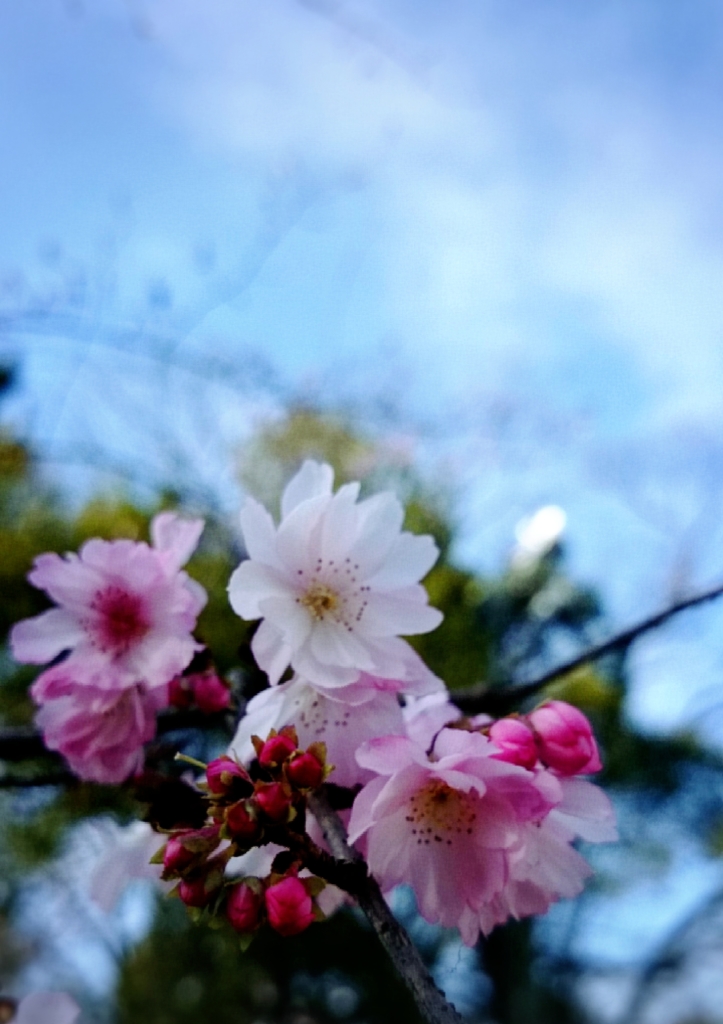 white and pink