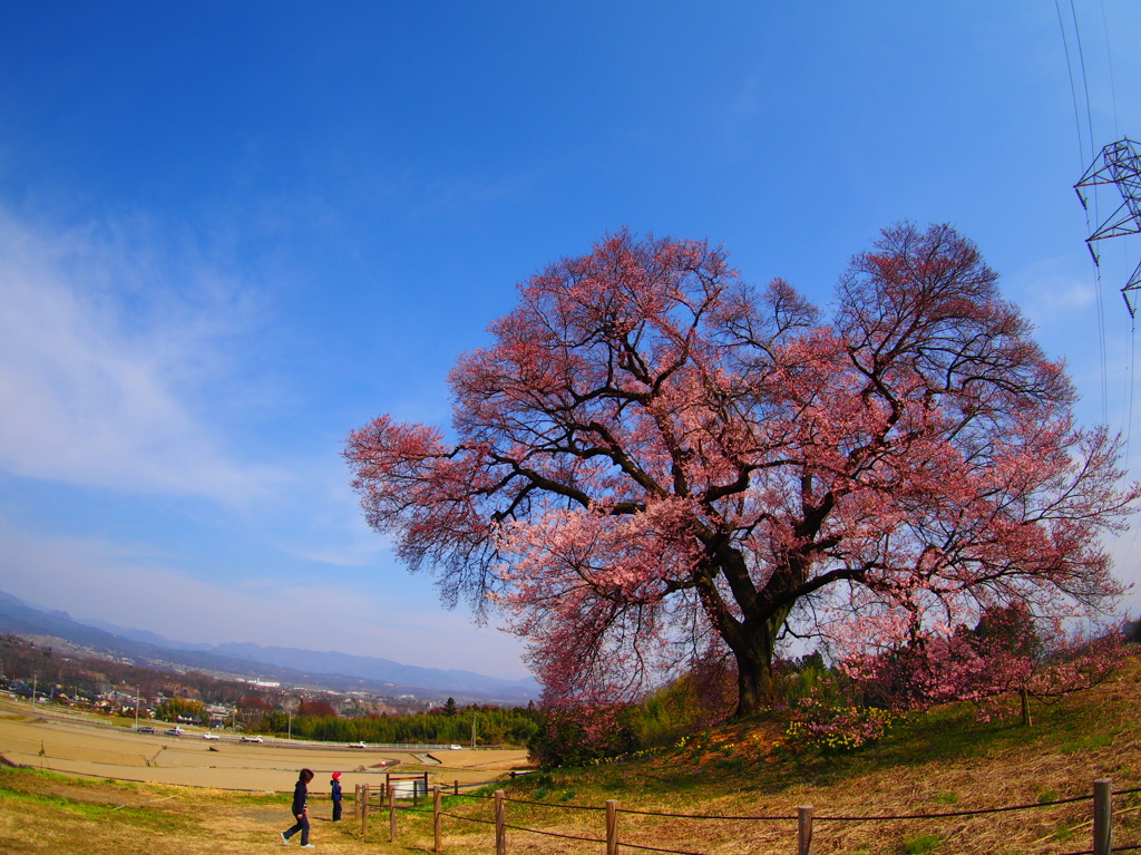 わに塚の桜