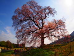 わに塚の桜2