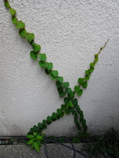 ズル休み
