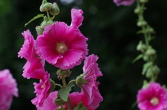 夏の華