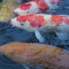 錦鯉