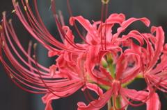 彼岸花