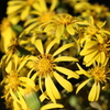 ツワブキの花