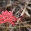 アゲハチョウ（秋型）