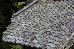 ウメノキゴケの茂る屋根