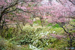 高遠桜-1