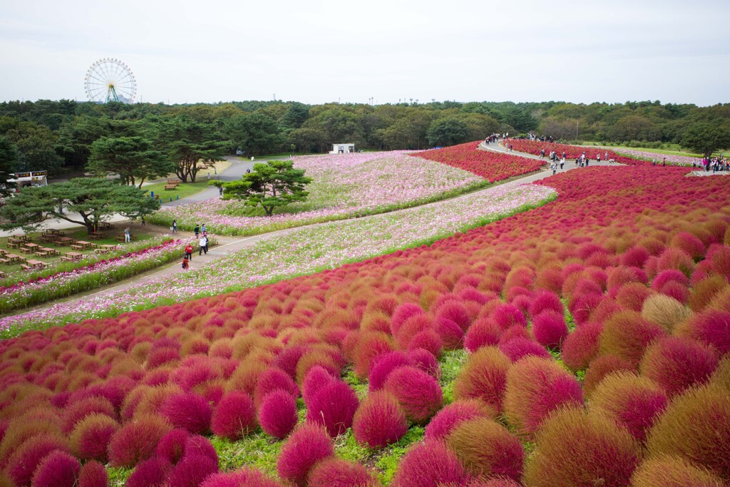 国営ひたち海浜公園