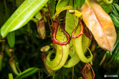 箱根湿生花園