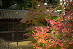 紅葉盛Ⅲ