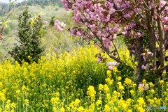 花見山公園