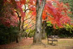紅葉盛