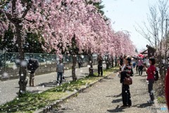 桜吹雪