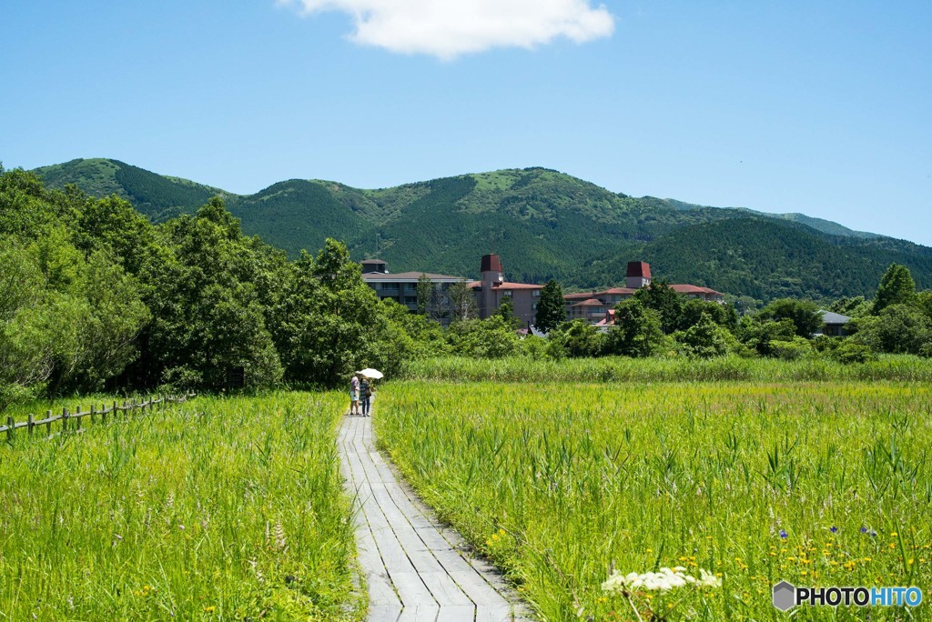 箱根湿生花園