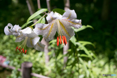 箱根湿生花園