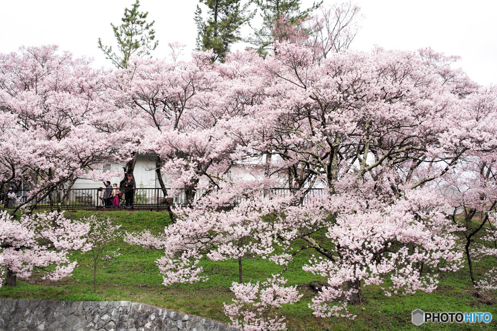 高遠桜