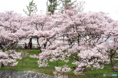 高遠桜