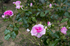 ヴェルニー薔薇１