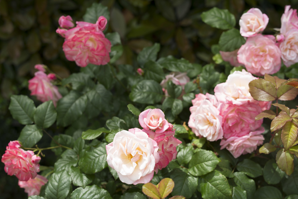 ヴェルニー薔薇２