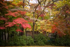 紅葉盛Ⅱ